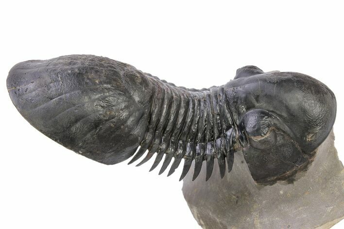 Flying Paralejurus Trilobite - Atchana, Morocco #230343